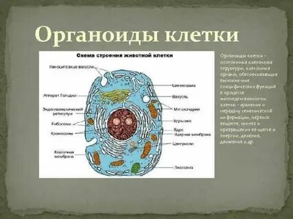 Строение организма человека строение клетки тканей
