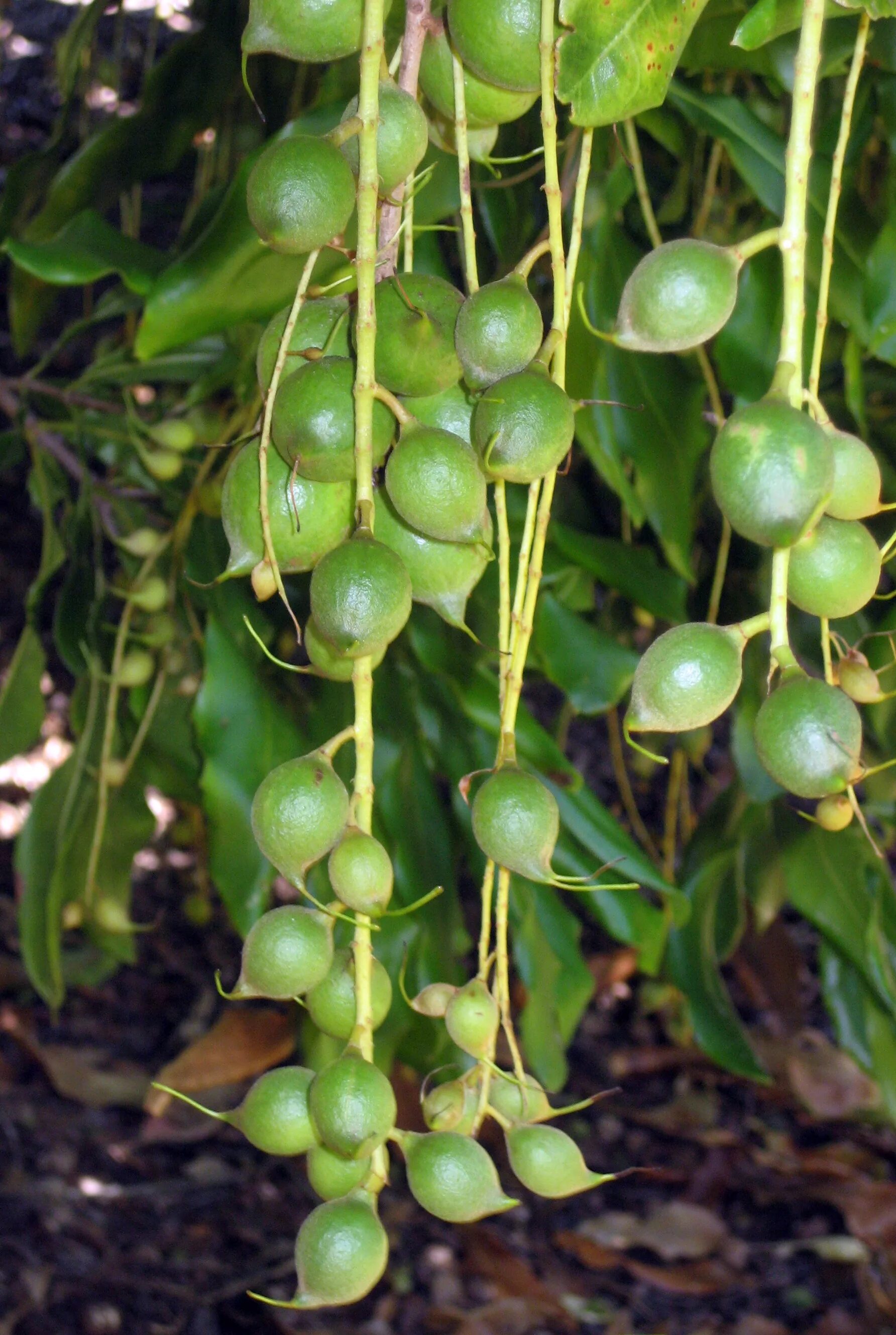 В каких странах растет макадамия. Макадамия орех. Орех макадамия австралийский. Макадамия плод. Орешник макадамия.