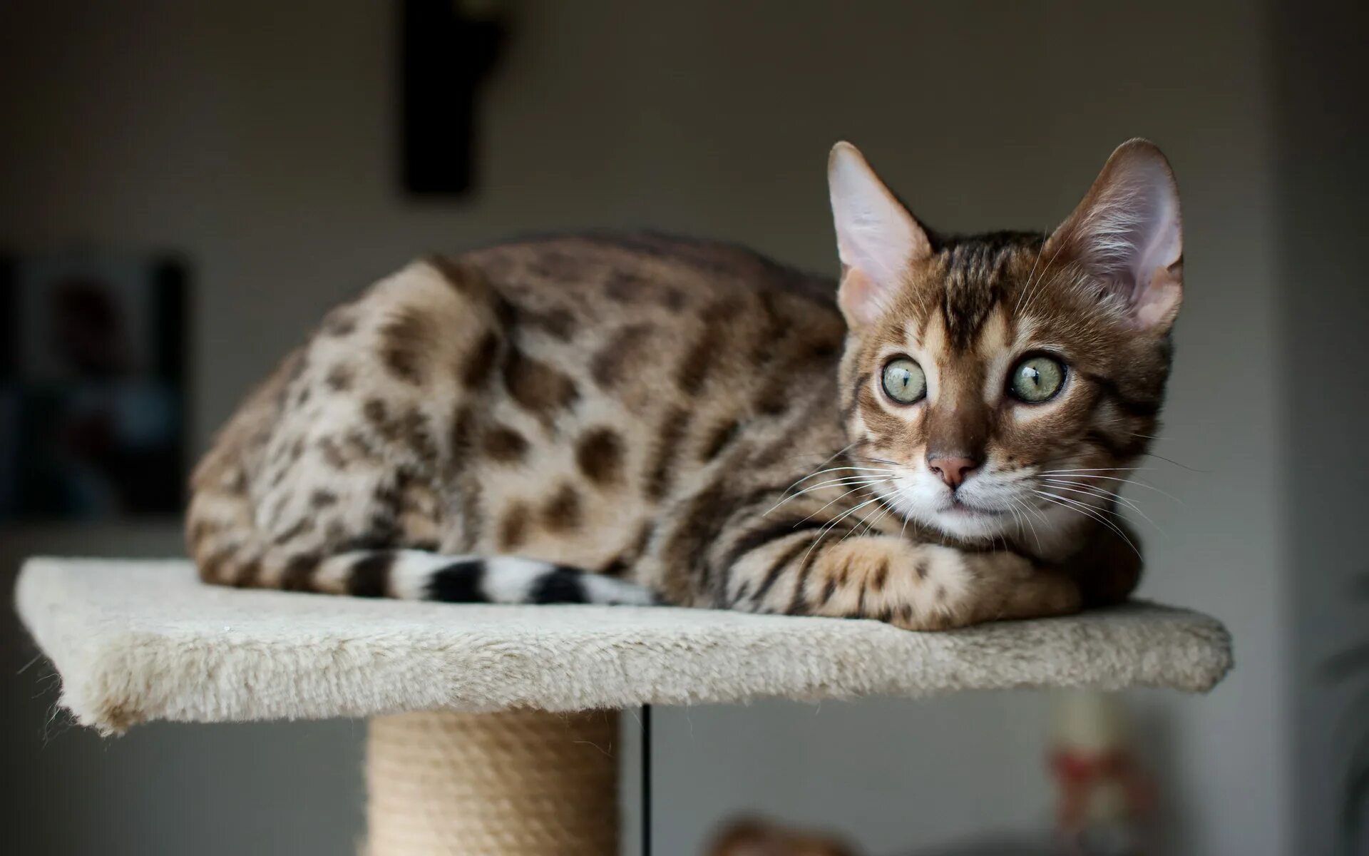 Бенгальская кошка. Кот породы бенгал. Кошка пятнистая Бенгальская. Бенгальский. Породы домашних кошек фото
