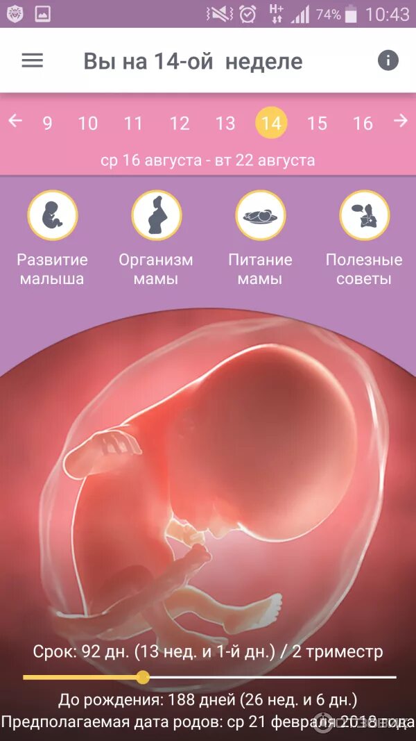 Беременность по неделям. Беременность по неделям 6 недель. Беременность календарь развития.