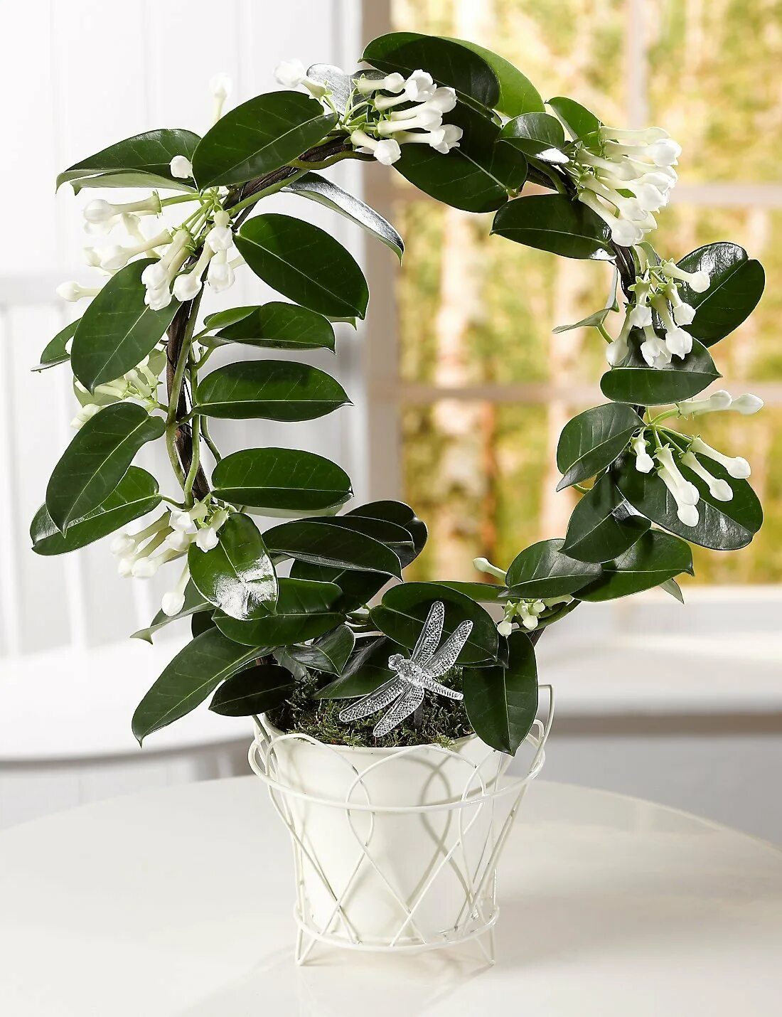 Стефанотис мадагаскарский. Фикус Стефанотис. Стефанотис stephanotis