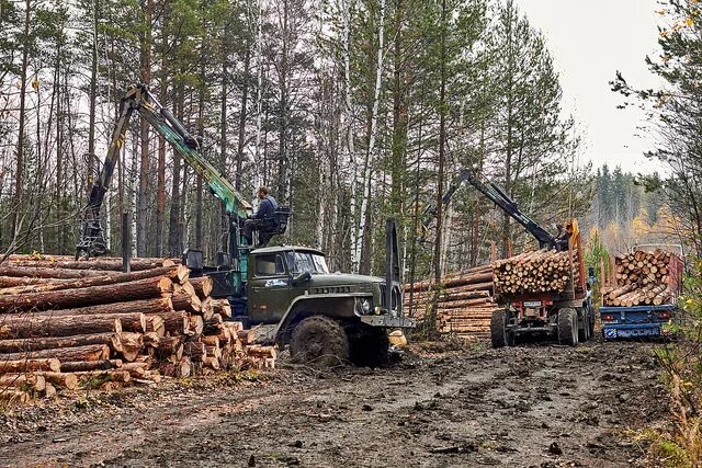 вырубка делянки. заготовка леса. лесная деляна. вырубка делянки. рубка деревьев.