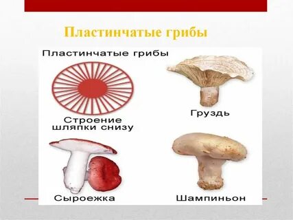 Строение пластинчатого гриба и трубчатого гриба