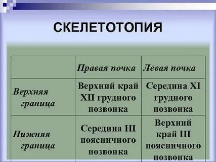 Верхние почки