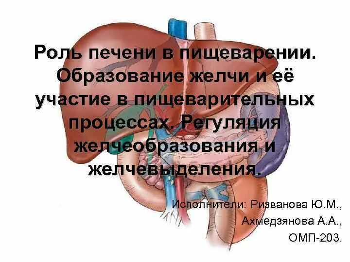 Роль печени в пищеварении. Функции печени в пищеварении. Процесс пищеварения в печени. Функции печени в пищеварительной системе.