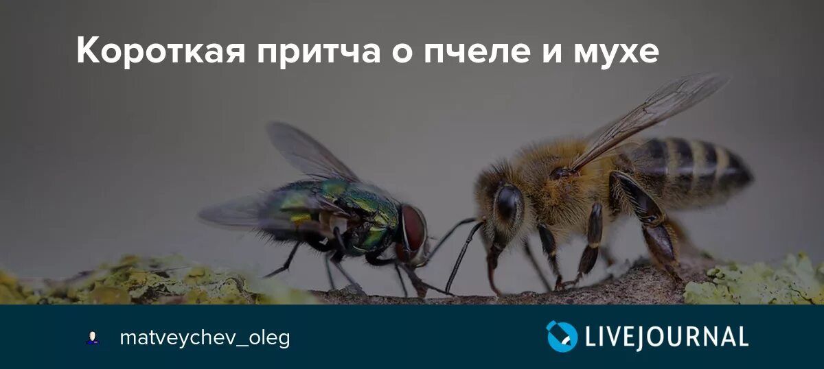 Про мух и пчел. Муха и пчела. Короткая притча о пчеле и мухе. Навозные мухи и пчелы. Сознание мухи.