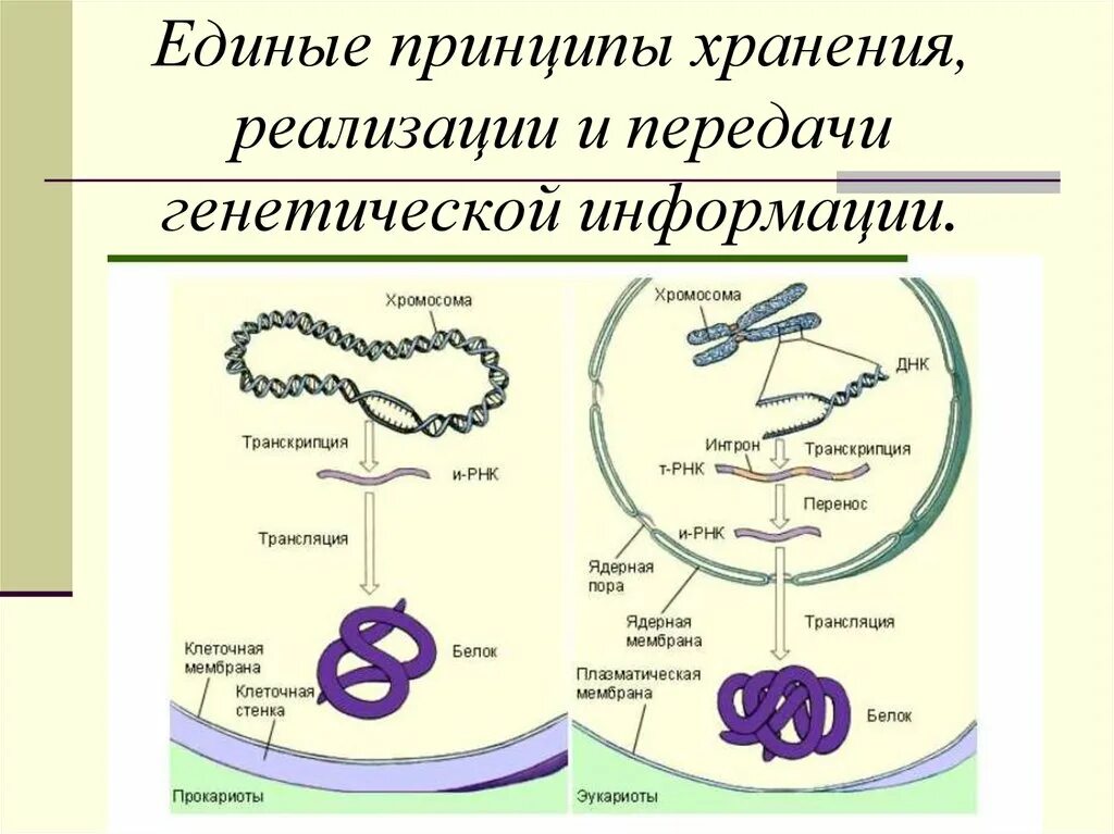 Хранит и передает наследственную информацию