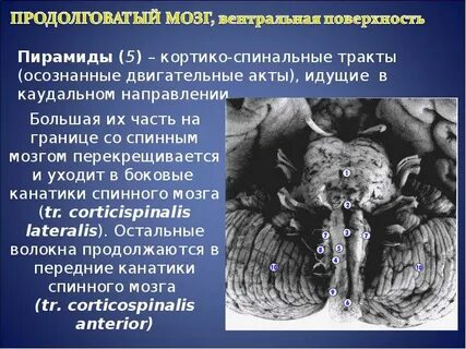 Продолговатый мозг отвечает за