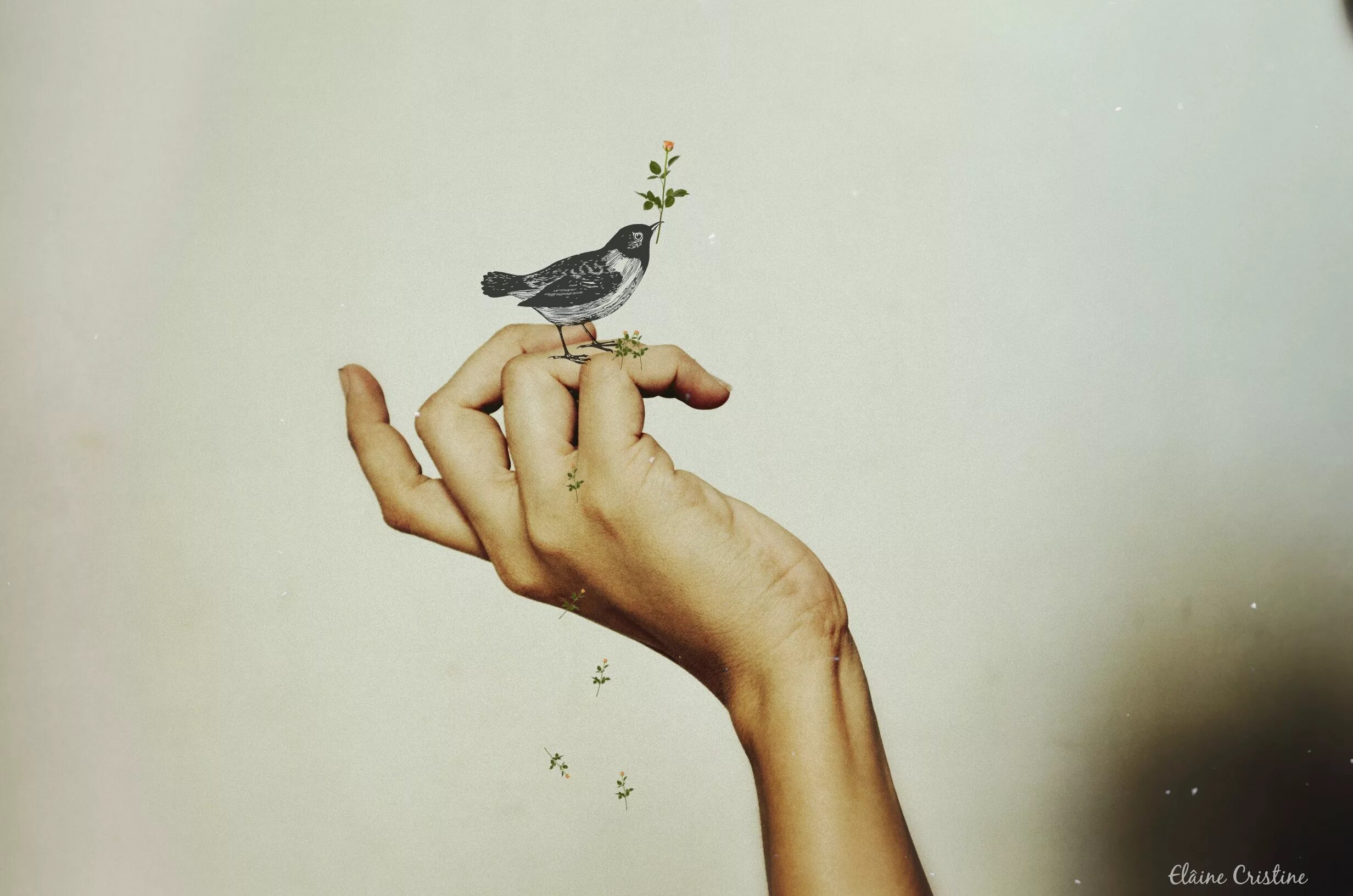 Птица на ладони. Птичка на руке. Птица на пальце. Птица сидит на руке. Bird in hand