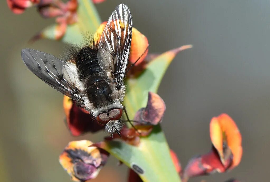 Bee fly. Bee Fly Cycle. Fox-furred Bee-Fly.