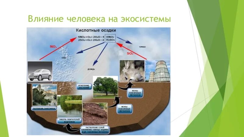 Влияние человека на экосистемы 11 класс биология. Влияние человека на экосистемы. Воздействие человека на экосистему. Влияние деятельности человека на экосистему. Последствия влияния деятельности человека на экосистемы.