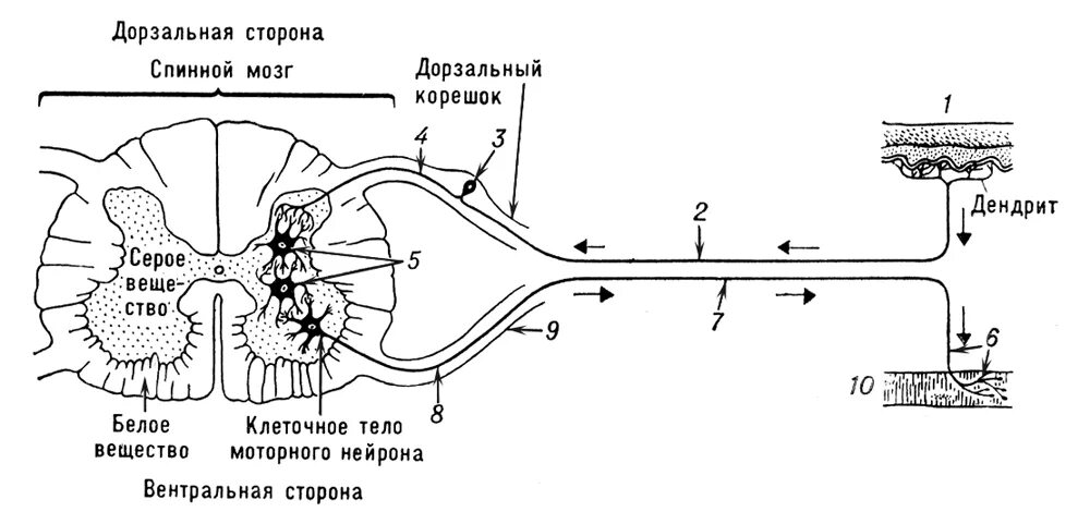 Какие нейроны в рогах спинного мозга. Строение рефлекторной дуги спинного мозга. Рефлекторная дуга спинного мозга анатомия. Схема рефлекторных дуг спинного мозга. Строение строение рефлекторной дуги.