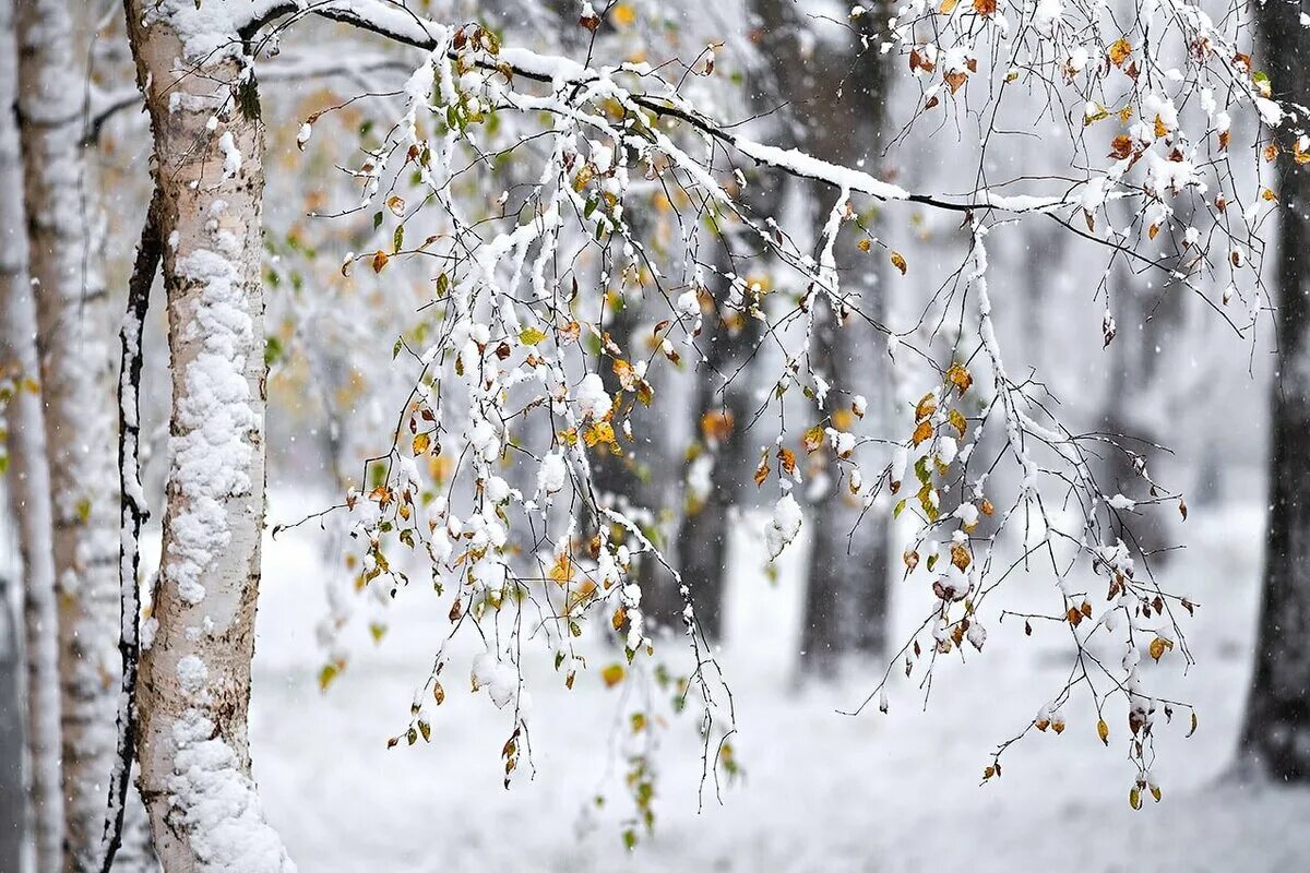 Первый снег. Первый снег Эстетика. Осень снег Эстетика. Ноябрь Эстетика снег. Ноябре выпадет снег