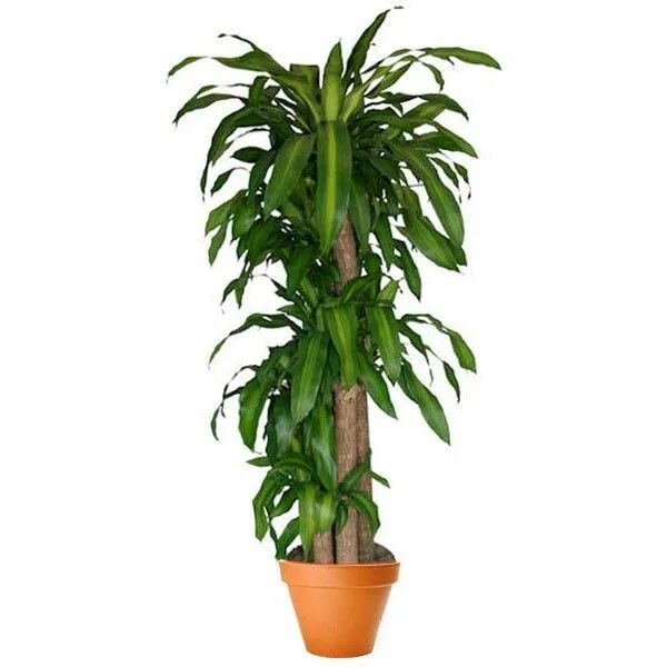 Dracaena massangeana. • Драцена Массангиана. Mass Cane Драцена. Фикус Драцена длинный.