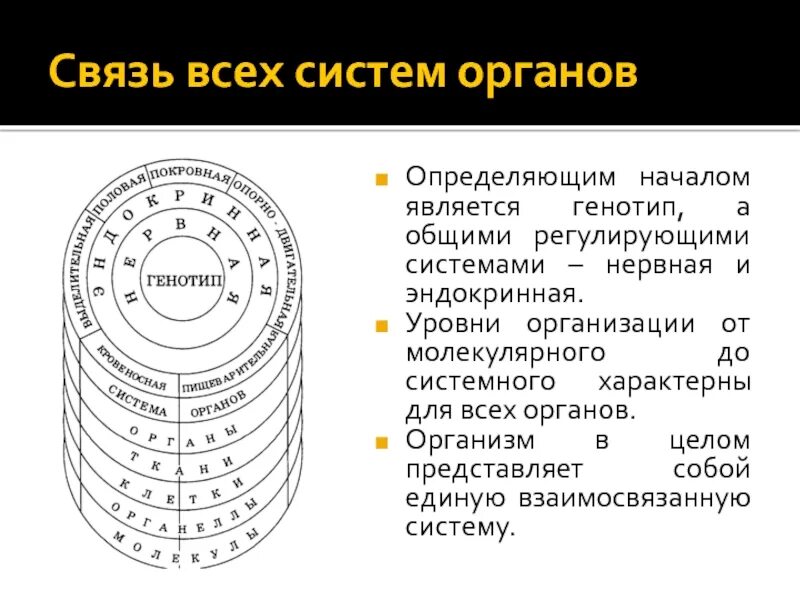Определите уровни организации организма. Системы органов в организме. уровни организации. взаимосвязь систем органов. взаимосвязь органов и систем органов. связь всех органов.