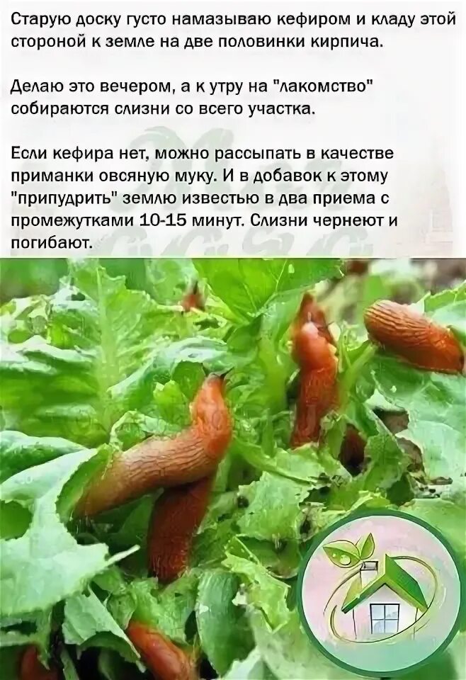 Можно ли курам давать слизней. Кефир от слизней. как уберечь огурцы от слизней.