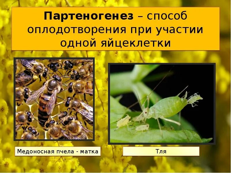 Размножается партеногенетически. Рудиментарный партеногенез. Половое размножение партеногенез. Партеногенетическое размножение. Партеногенез презентация.