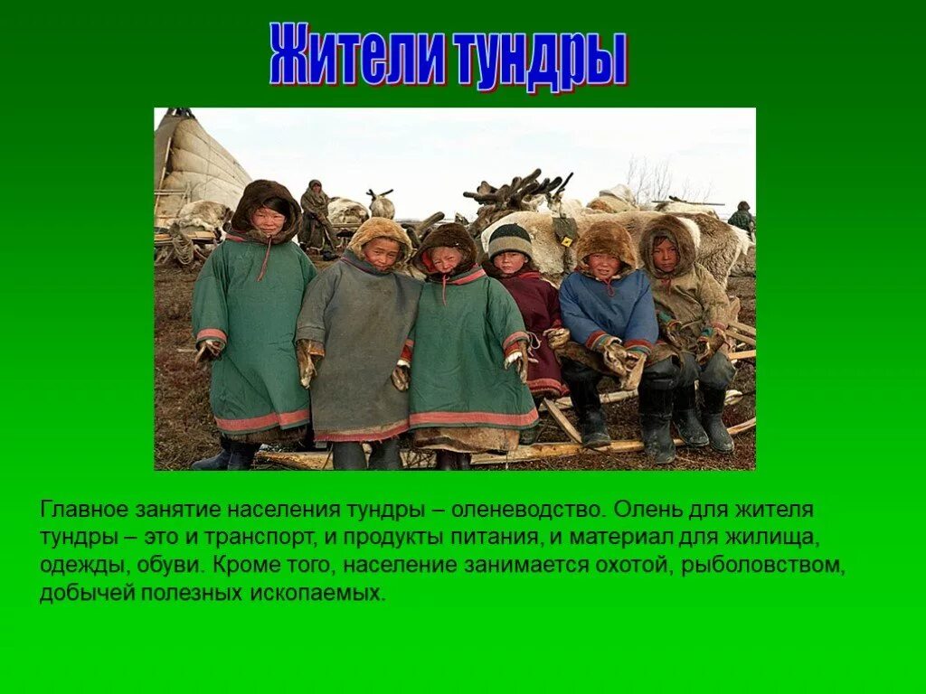 Народы тайги в россии. Занятила население тундры. Занятия населения. Занятия жителей тундры. Главное занятие населения тундры.