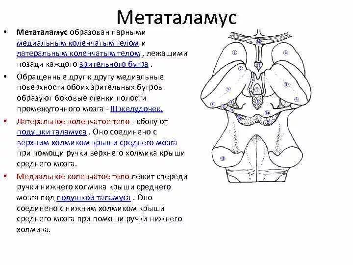 Коленчатые тела мозга. Метаталамус промежуточного мозга функции. Метаталамус анатомия строение. Коленчатые тела метаталамуса. Коленчатые тела промежуточного мозга.