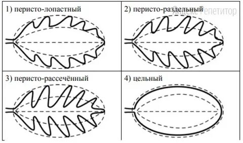 Рассмотрите лист одуванчика