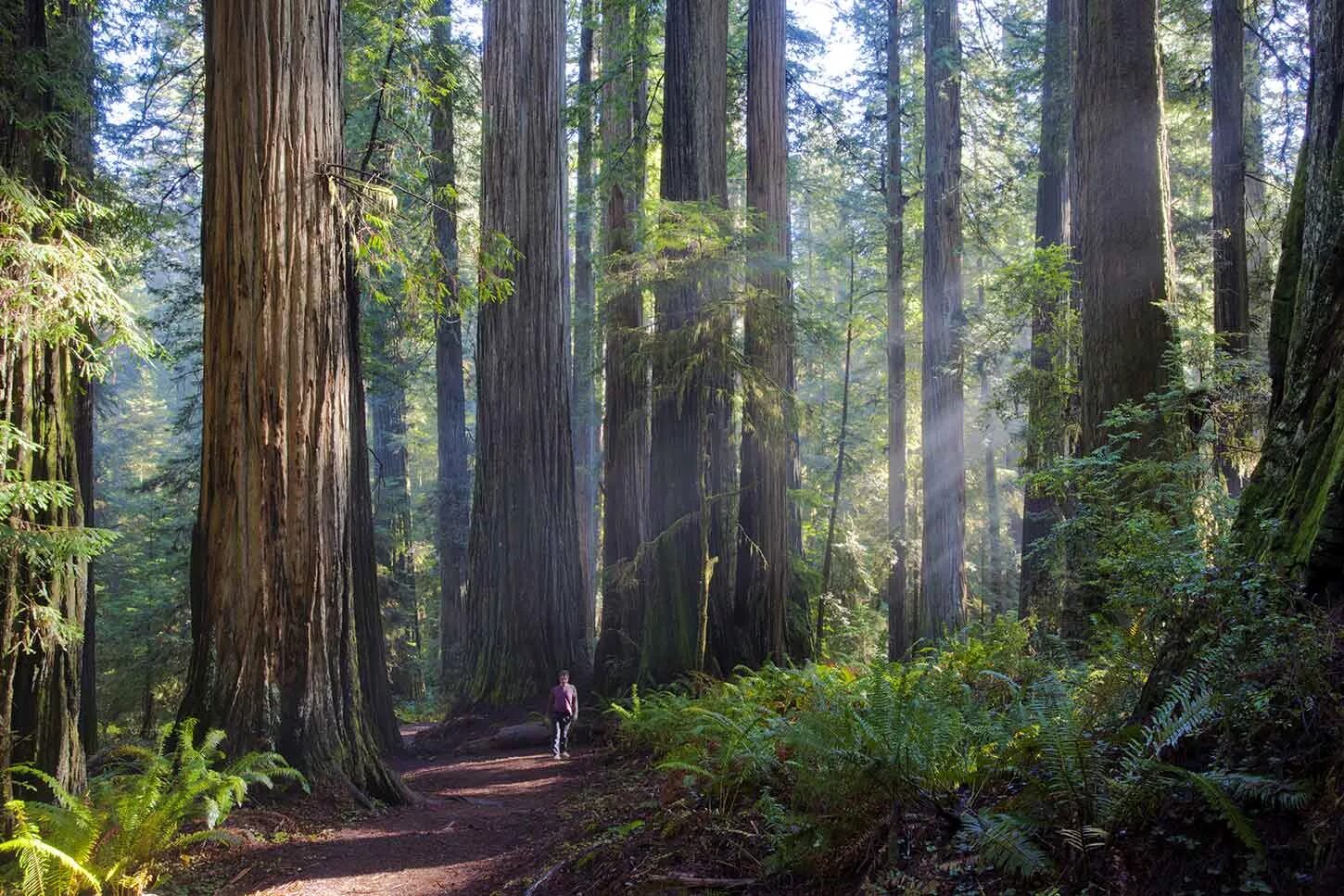 где лес много. секвойя дерево парк сша. лес стволы деревьев. где лес много. где лес много.