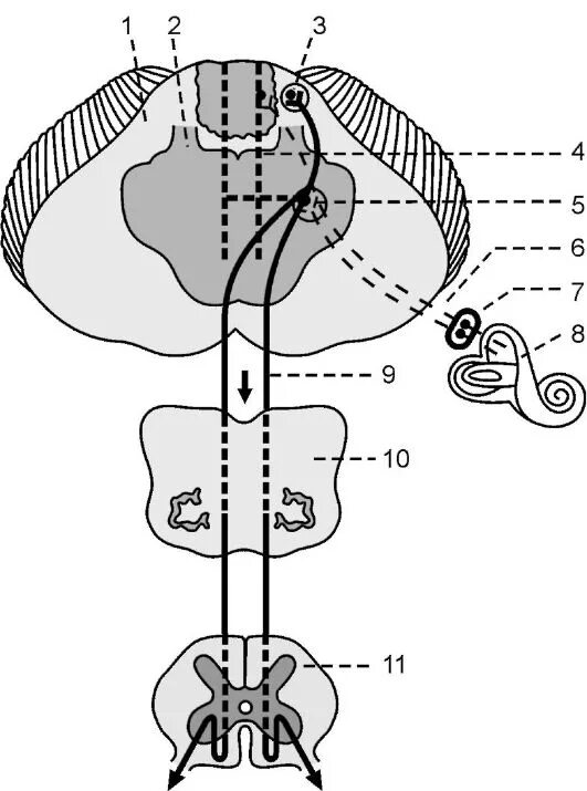 схема проводящих путей вестибулярного анализатора. проводящий путь слухового анализатора. проводящий путь равновесия. вестибулярный путь слухового анализатора. проводящий путь равновесия.