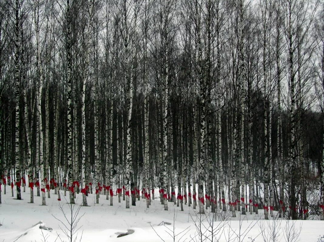 лесопарк кудрово. мемориальный комплекс дорога жизни аллея дружбы. переделкино березовая аллея. жк грена лунд рябиновая роща. прокопьевск березовая роща.