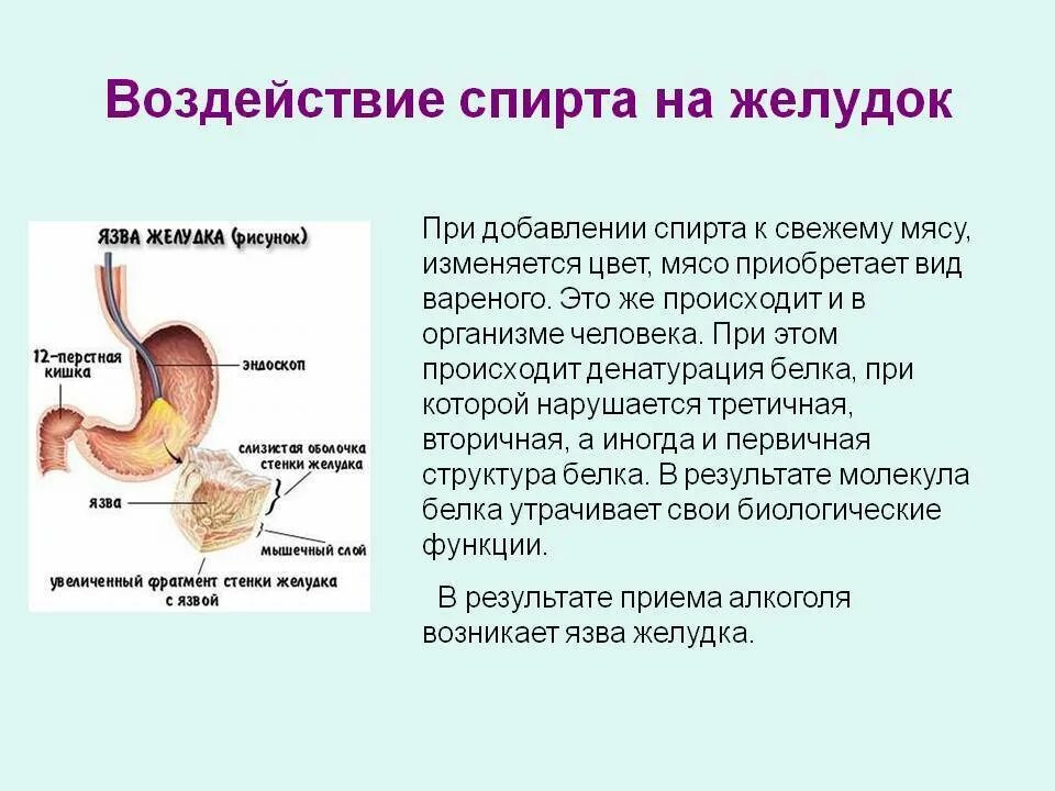 Мясо при язве. Влияние спирта на желудок. Алкоголь влияет на желудок.