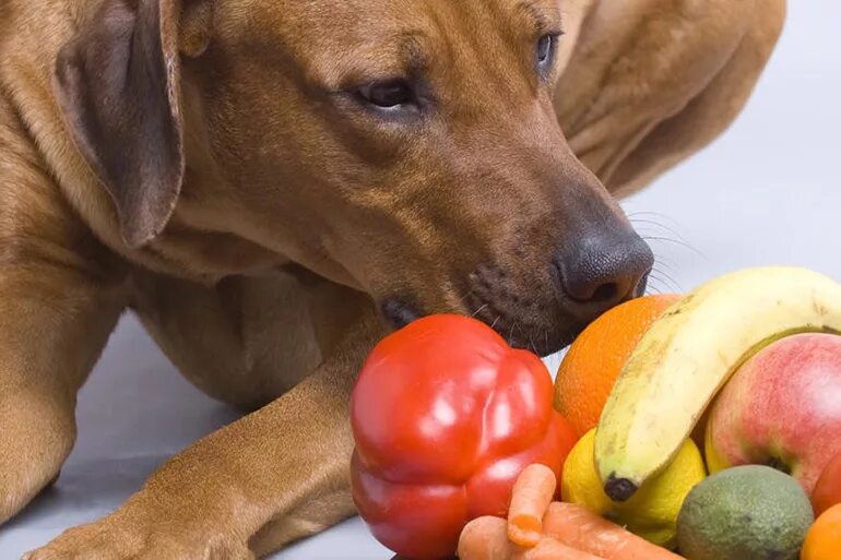 Овощи для щенка. Овощи для собак. Питание собак. Овощи в рационе собаки. Овощи полезные для собак.
