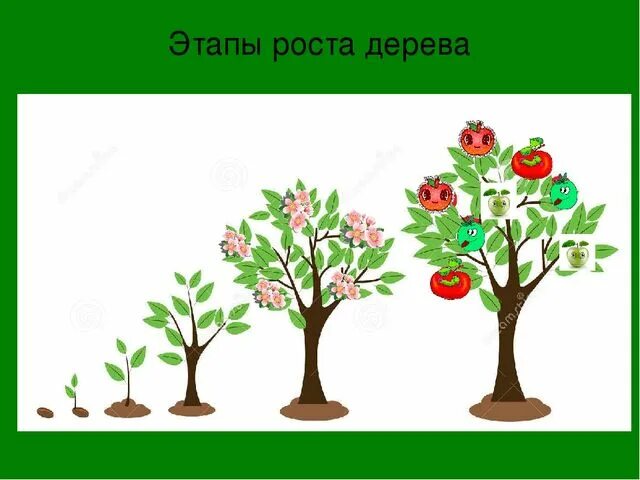 Какое деревце будет расти быстрее и развиваться. Этапы роста дерева. Стадии роста дерева. Этапы роста дерева в картинках. Этапы роста дерева яблони.