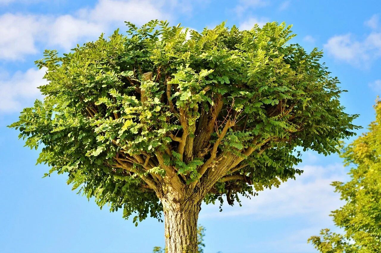 Дерево Гуакари. Дуб парк Фредвилл, Нонингтон, Великобритания. Дерево Tamanu Tree. Талипат дерево.