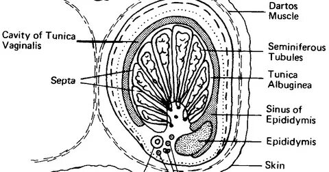 Birinchi marta jinsiy aloqa qilish har doim ogriqli (video)