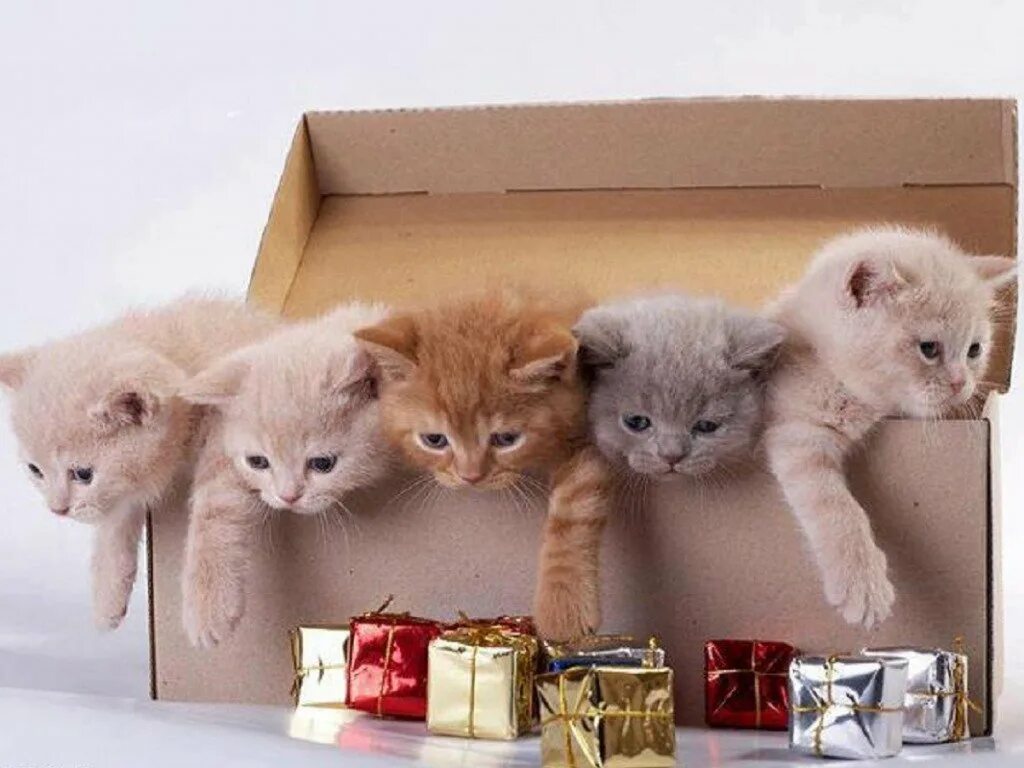 Много средняя маленькая. Коробка с котятами. Кот с подарком. Котенок в коробочке. Подарок для кошки.