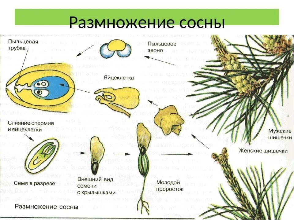 Размножение голосеменных хвойных. Схему процесса размножения сосны обыкновенной. Размножение голосеменных сосна обыкновенная. Размножение голосеменных растений 7 класс. Голосеменные растения пыльца