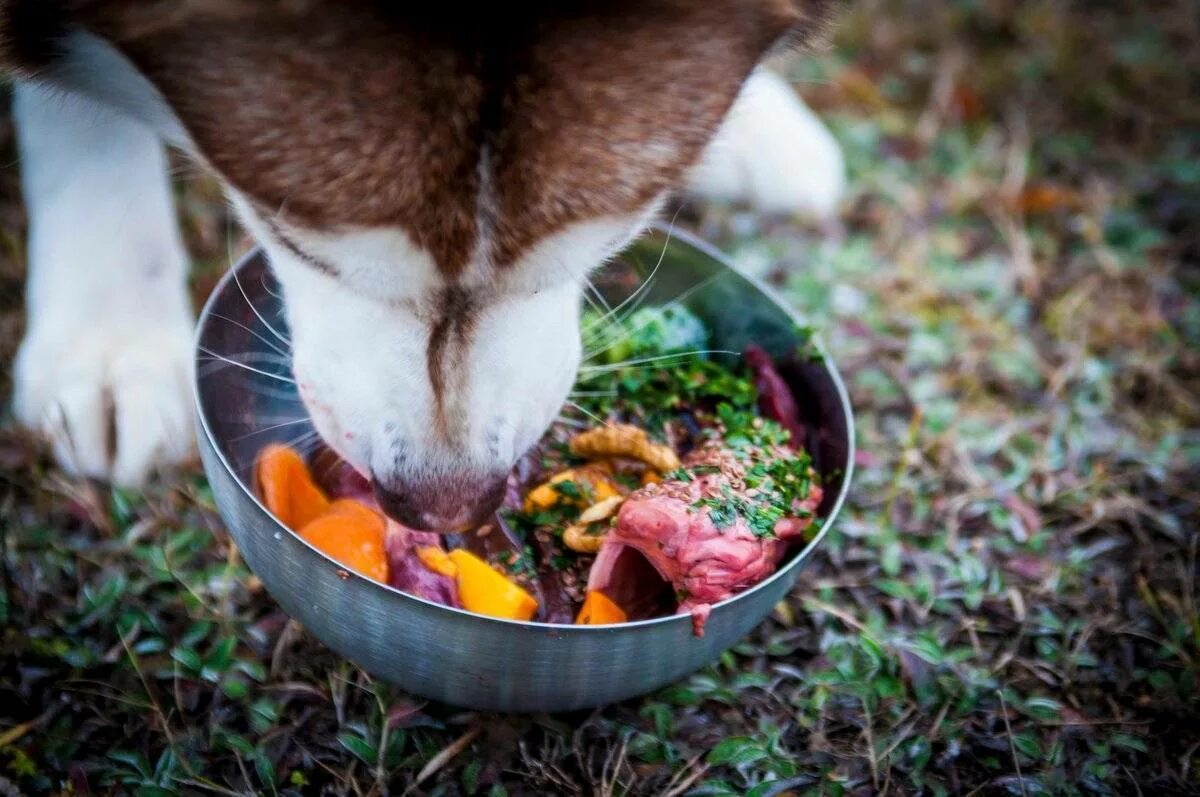 Дайте собакам мяса. Кормление собак. Натуральная еда для животных. Миска для еды животных. Питание домашних животных.