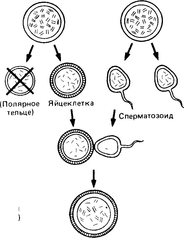 Образование зиготы набор хромосом. Набор хромосом ооцит 1. Хромосомный набор половых клеток содержит. Схема оплодотворения человека.