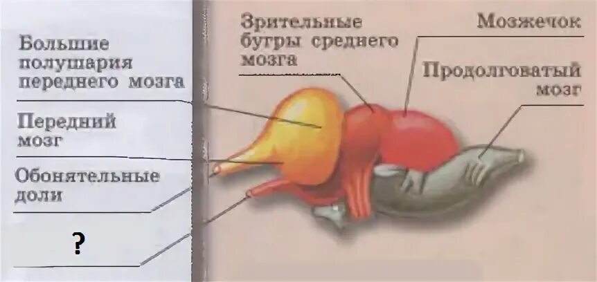 Головной мозг пресмыкающегося. Головной мозг пресмыкающихся. Ствол мозга рептилий. Головной мозг пресмыкающегося 7 класс.