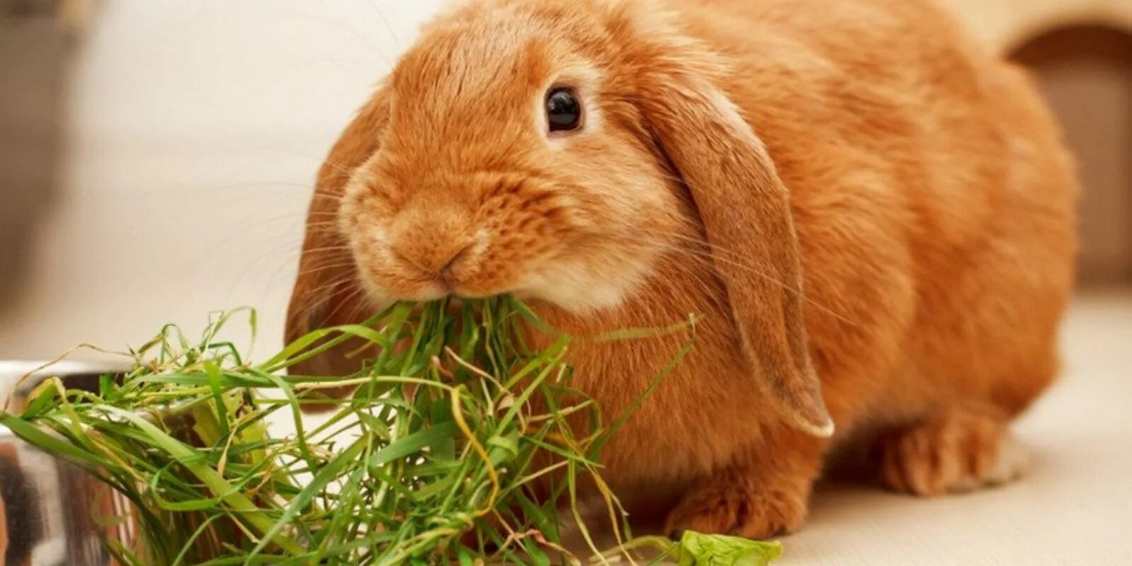 Кролик. Кролик домашний. Что едят кролики. Кролик ест траву. Кролику 7 лет