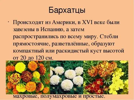 Легенда о бархатцах