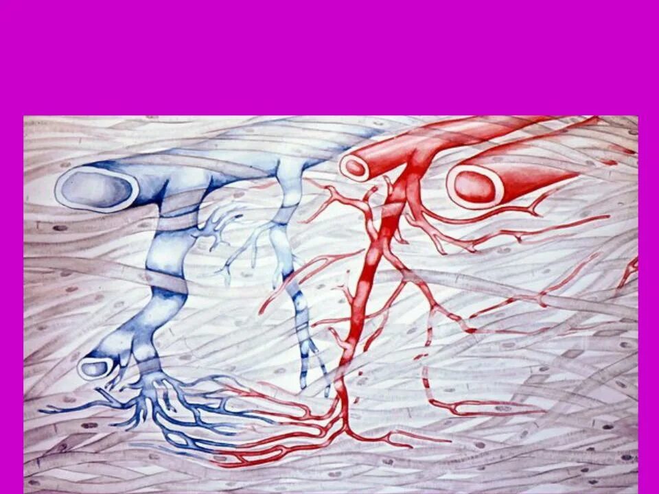 Пронизан кровеносными капиллярами. Кровеносные сосуды в мышцах. Мелкие кровеносные сосуды. Капиллярные кровеносные сосуды.