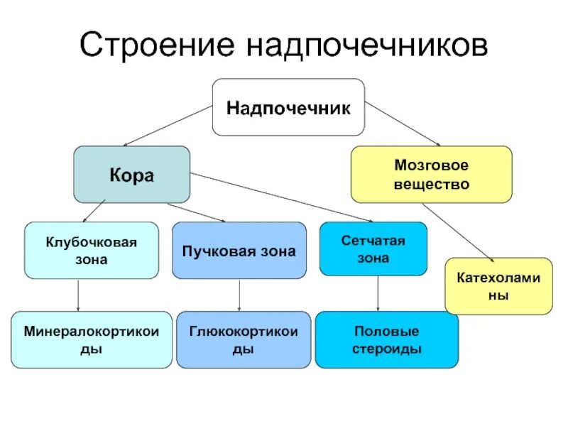 Сетчатая коры надпочечников. Надпочечники строение анатомия. Надпочечники строение гормоны. Особенности строения надпочечников. Строение клубочковой зоны надпочечников.