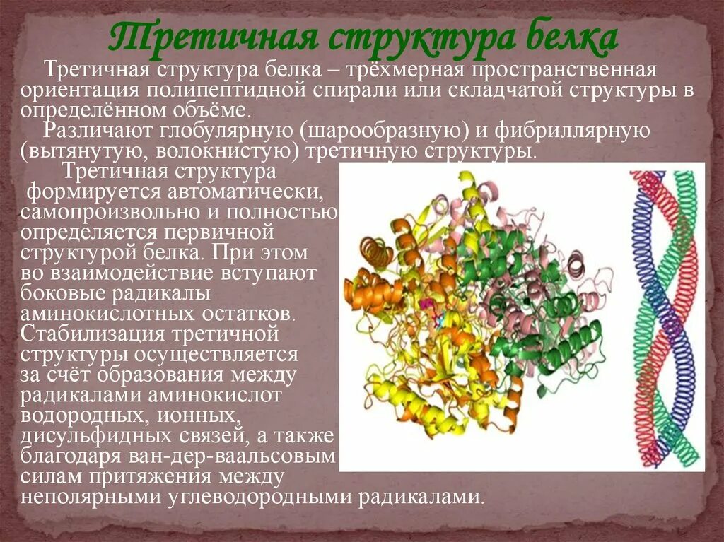 Что делают структурные белки. Третичная структура белка глобулярные и фибриллярные. Третичная структура белков фибриллярные и глобулярные белки. Третичная структура белка. Глобулярные и фибриллярные белки. Белок трехмерная структура.