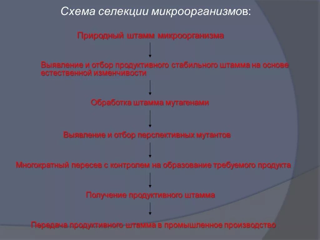 Последовательность этапов создания нового штамма бактерий. Схема селекции микроорганизмов. Селекция микроорганизмов. Методы селекции микроорганизмов схема. Упрощенная схема селекции микроорганизмов.