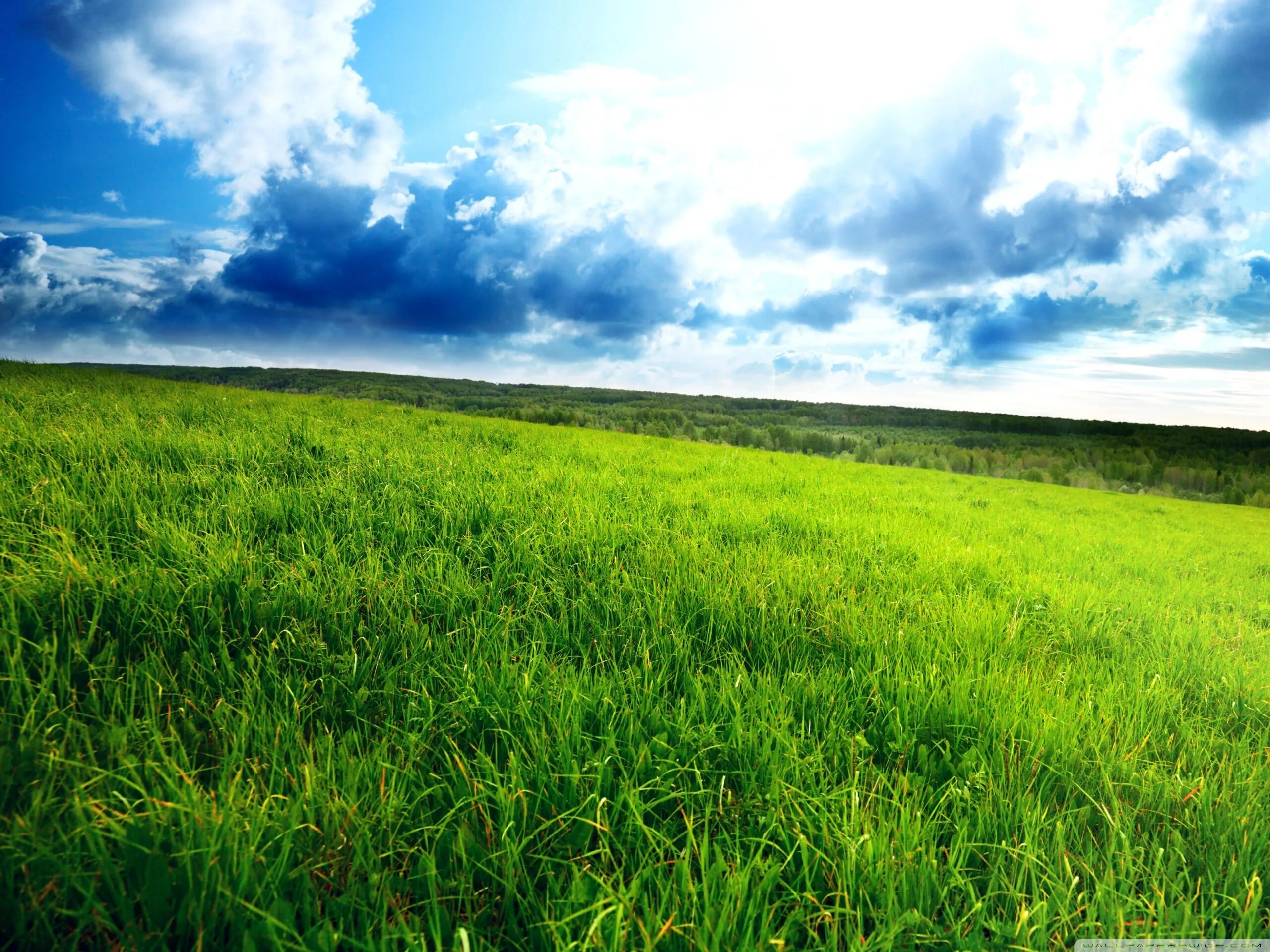 Сонник поле. Interior plains. Трава и небо. Слово нива в литературе. Пшеница.