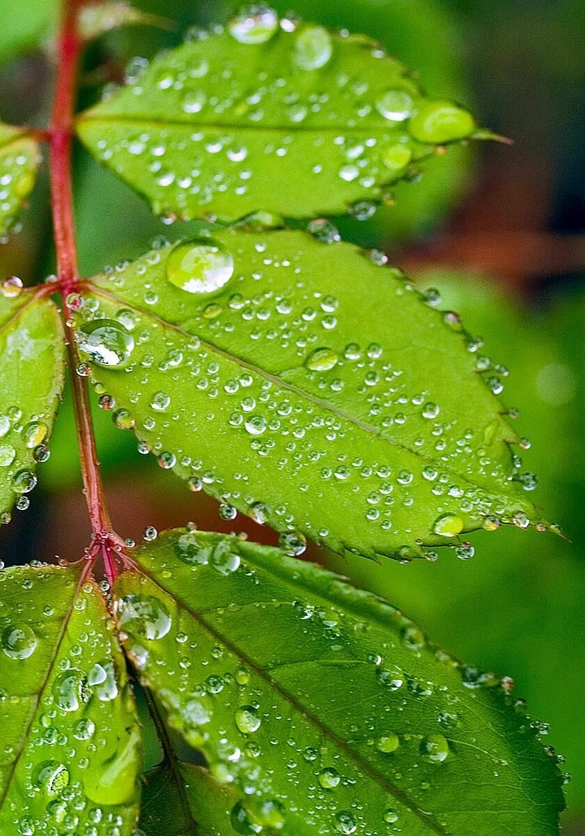 Стефанотис паутинный клещ. Растение с гладкими листьями. Листва после дождя. Фикус замиокулькас. Листва роса.