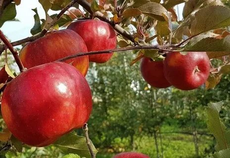 Зимняя яблоня какая
