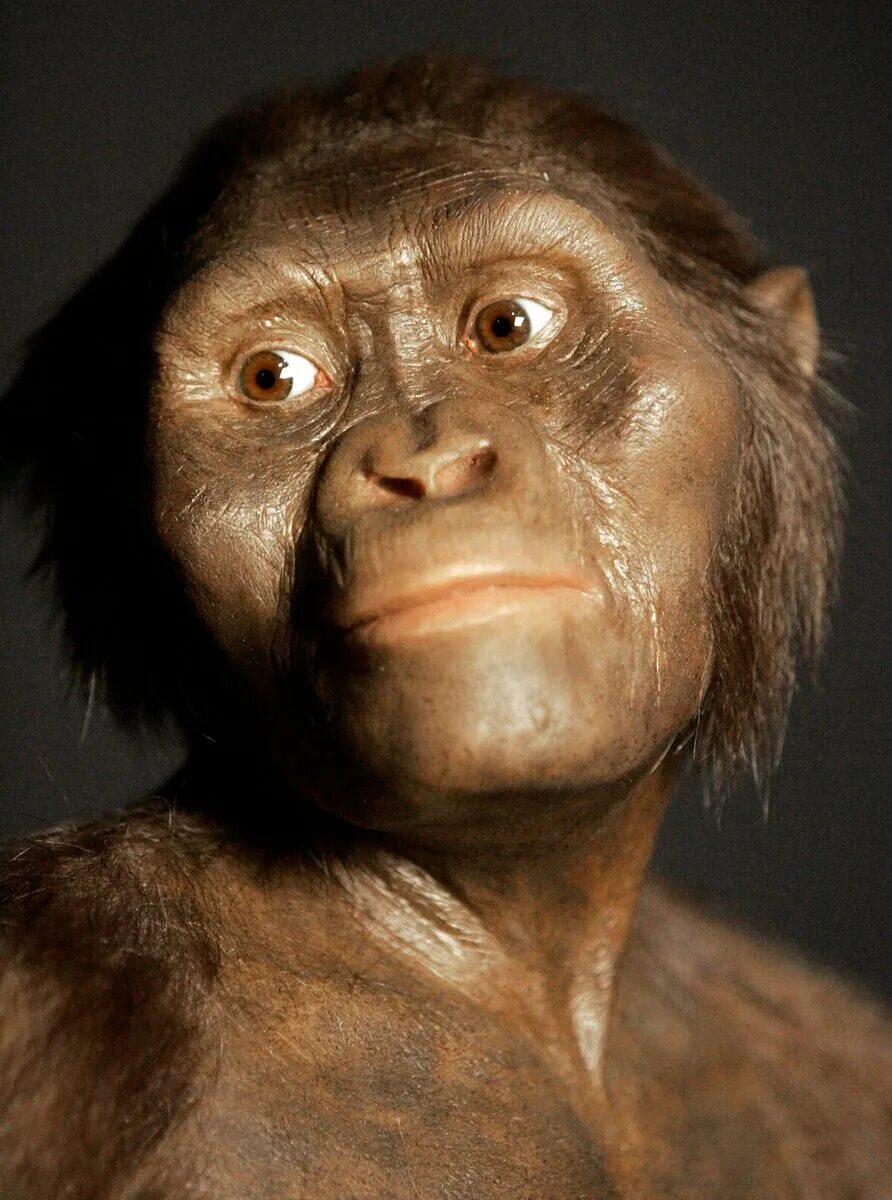 Ранние предки людей. Австралопитек афарский. Australopithecus Afarensis (австралопитек афарский). Люси первый австралопитек.