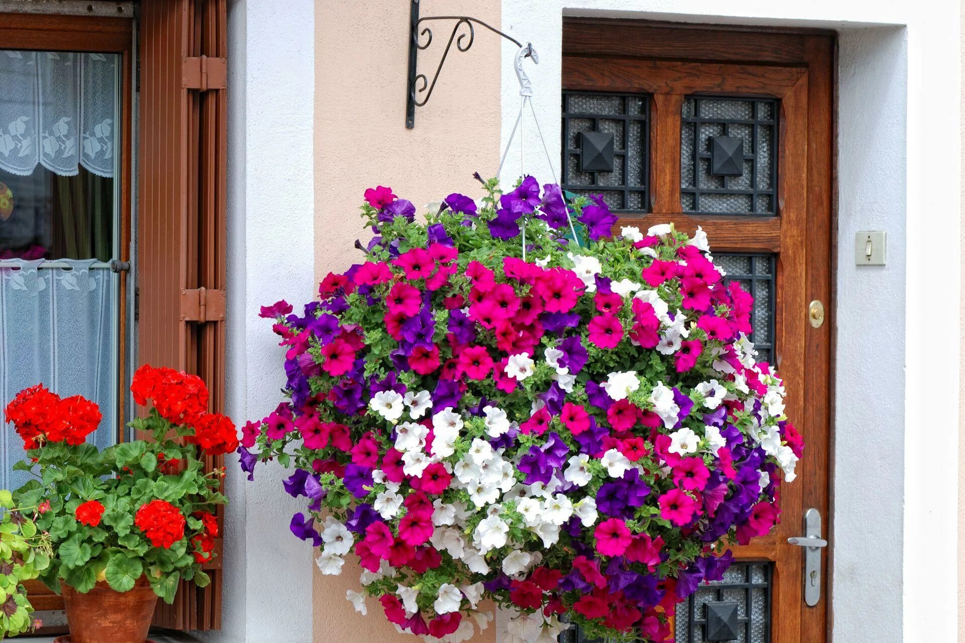 Что делать с петуньей. Петуния сурфиния. Бакопа сурфиния калибрахоа. Петуния сурфиния Вайт. Петуния плетистая.