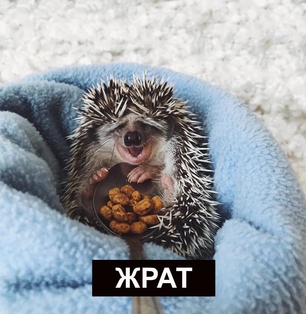 Добрый ежик картинки. Доброе утро ежик. с добрым утром ежик. ежик утро. утро ёж.