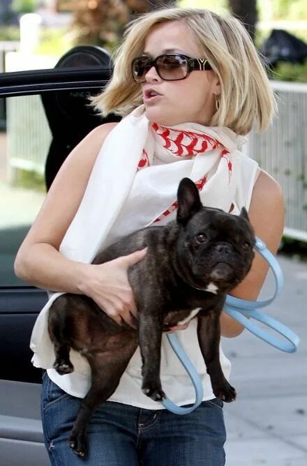 French Bulldog French bulldog facts, French bulldog dog, French bulldog puppies